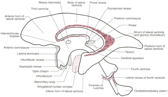 Site of consciousness in ventricles